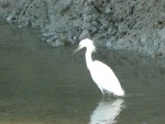 2011 Feb 12 BADO Hayward Shoreline Park 08 Snowy Egret.JPG