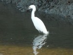 2011 Feb 12 BADO Hayward Shoreline Park 09 Snowy Egret.JPG