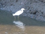 2011 Feb 12 BADO Hayward Shoreline Park 10 Snowy Egret.JPG
