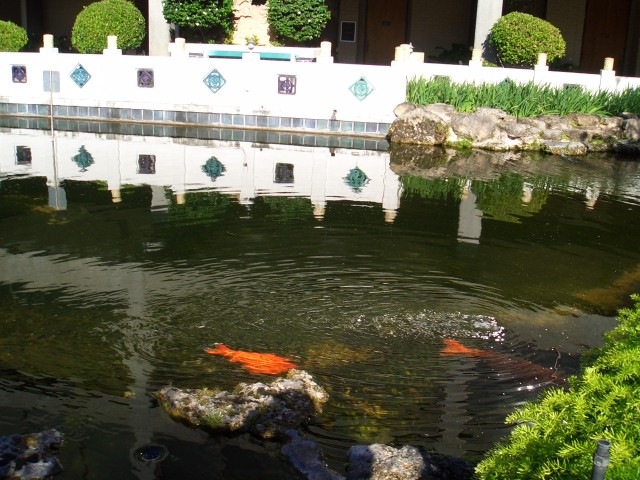 Honolulu airport garden4.JPG