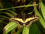 Highlight for Album: 2011 May CA Academy of Sciences
