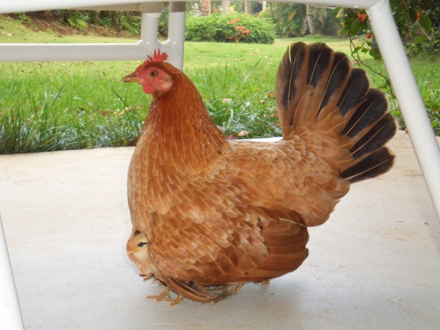 05AprHawaii - Resort-Hen &.JPG