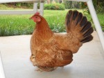 05AprHawaii - Resort-Hen &.JPG