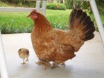 05AprHawaii - Resort-Hen & chick.JPG