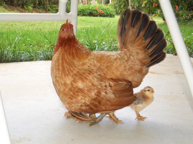 05AprHawaii - Resort-Hen & chick1.JPG