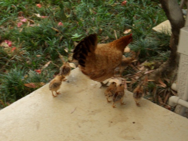 05AprHawaii - Resort-Hen & chicks.JPG