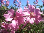 2009 May San Ramon 02 Lavatera.JPG