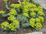 2011 April Euphorbia - myrsinites.JPG