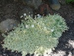 2011 June Druett's variegated carpet catchfly.JPG
