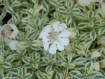 2011 June Druett's variegated carpet catchfly flower.JPG