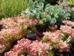 2011 June Euphorbia myrsinites.JPG