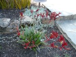 2011 June Kangaroo paw.JPG