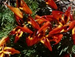 2011 June Lotus parrot's beak flower.JPG