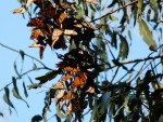 Highlight for Album: 2011 Dec Fremont-Ardenwood
