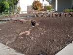 Front yard 2005 August 25 clean flagstone and finish sprinklers 02.jpg