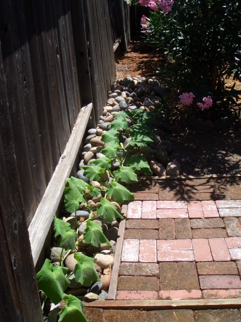 2005 August 27 yard leftovers 07 large river rock.jpg