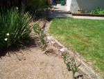 05-May Backyard starting refresh3.jpg