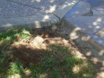 05-May Backyard starting refresh6.jpg