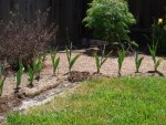 05-May Backyard starting refresh7.jpg