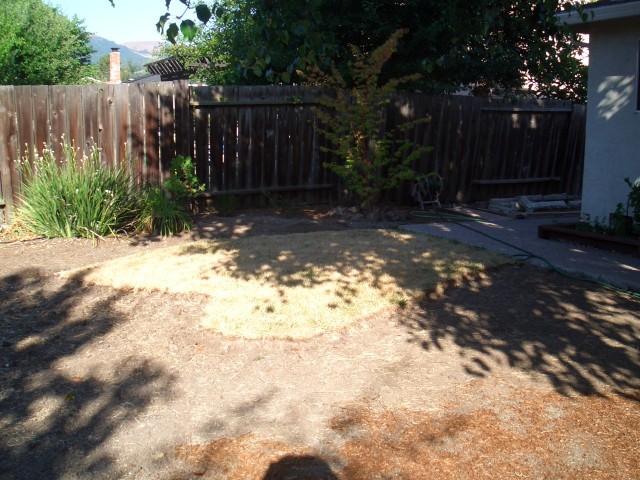 05 July 31 back yard 01 grass almost gone.jpg