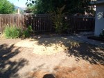 05 July 31 back yard 01 grass almost gone.jpg
