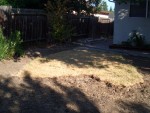 05 July 31 back yard 02 grass almost gone.jpg