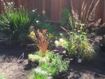 2005 Sep 12 back yard plants purchased.jpg