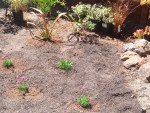 2005 Sep 17 back yard planting 1.jpg
