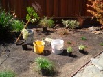 2005 Sep 17 back yard planting 2.jpg