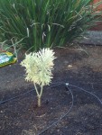 2005 Sep 17 back yard planting 3 tasmanian tiger.jpg
