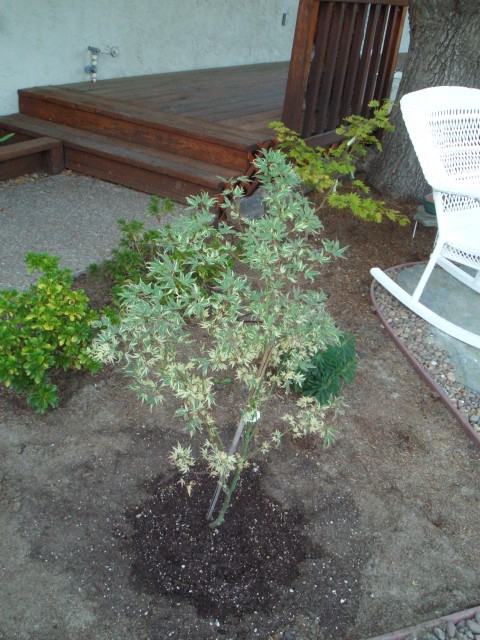 2005 Oct 15 Yard Projects back 02 butterfly.jpg