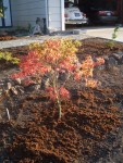 2005 Oct 15 Yard Projects front 08 Sharp's pygmy.jpg