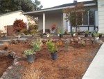 2005 Nov 13 Front Yard planting 02.jpg