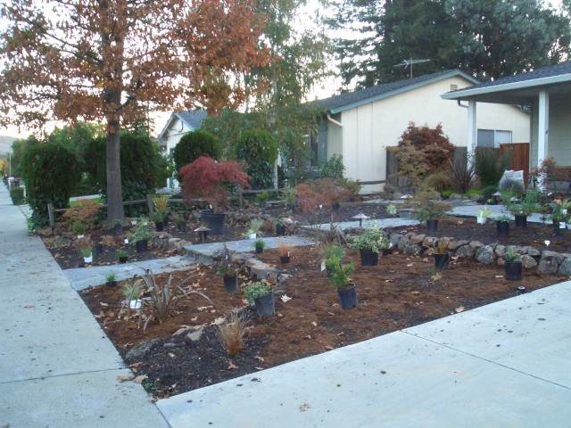 2005 Nov 8 Front Yard plant shopping 2.jpg
