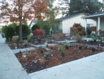 2005 Nov 8 Front Yard plant shopping 2.jpg