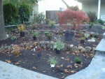 2005 Nov 8 Front Yard plant shopping 5.jpg