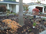 2005 Nov 8 Front Yard plant shopping 6.jpg